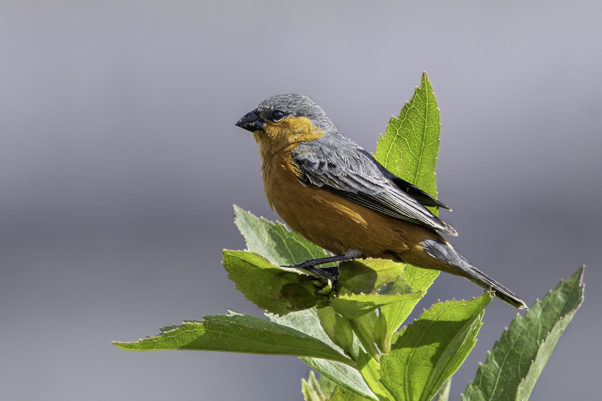 Tawny-bellied Seedeater - ML645682003