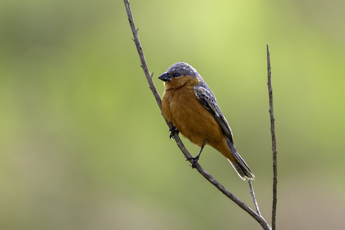 Tawny-bellied Seedeater - ML645682004