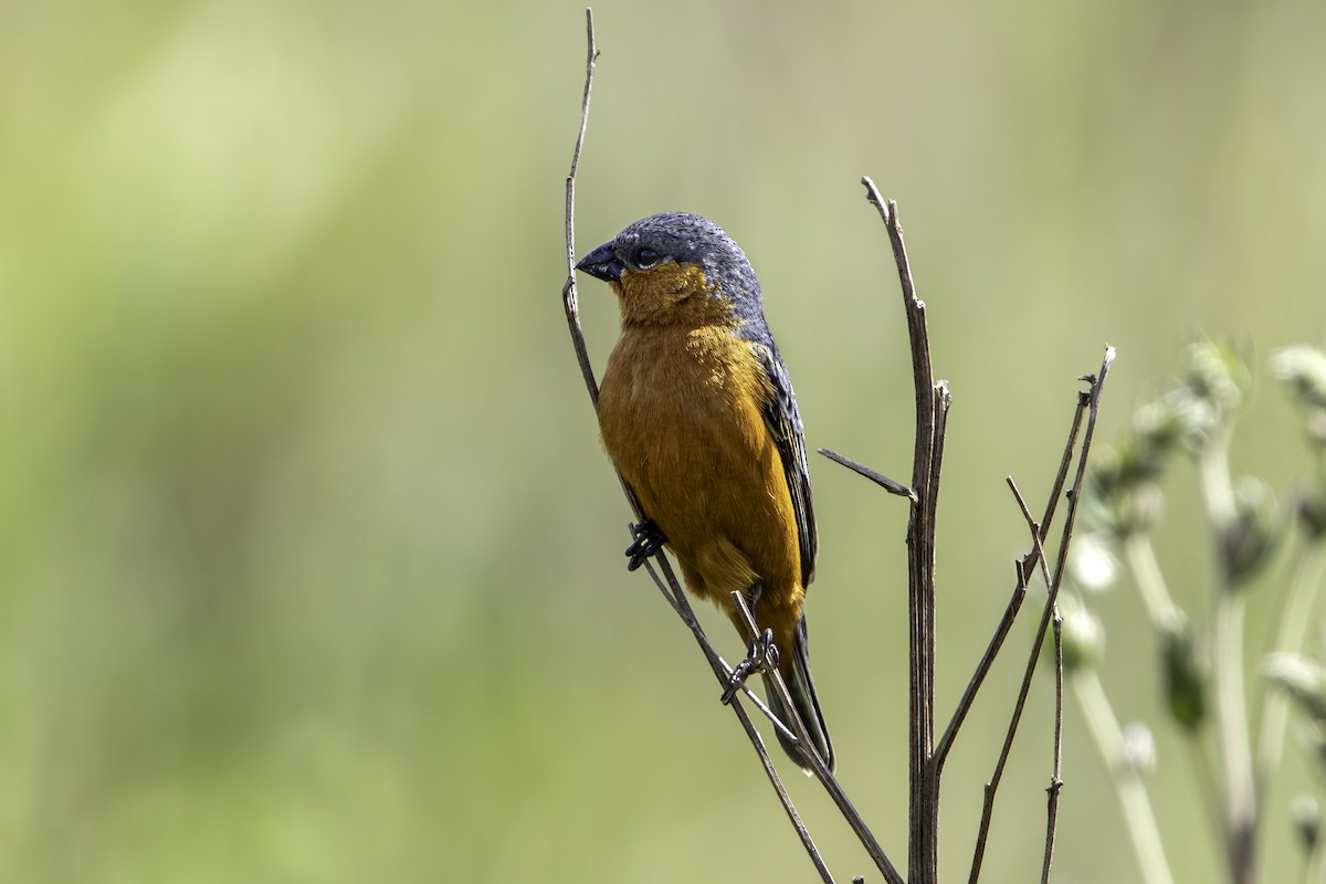 Tawny-bellied Seedeater - ML645682005
