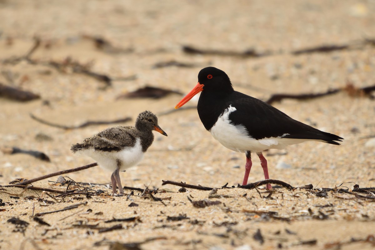Pied Oystercatcher - ML645682006