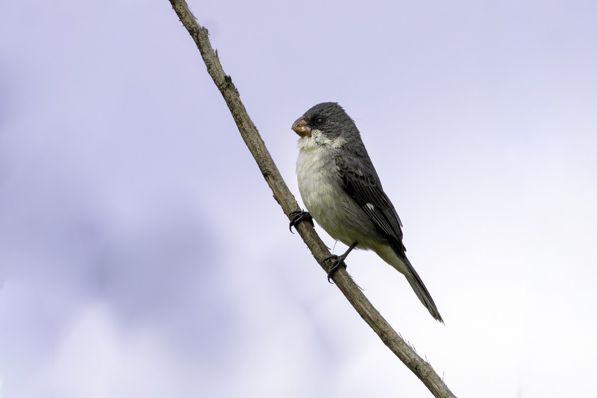 White-bellied Seedeater - ML645682008