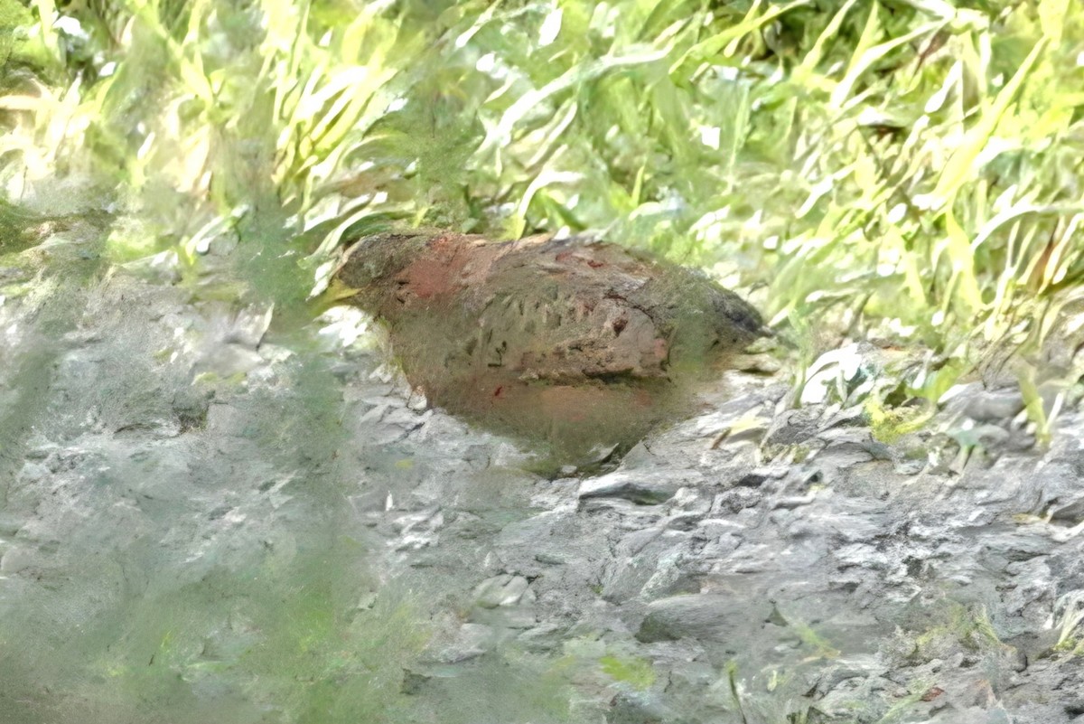 Red-backed Buttonquail - ML645682009