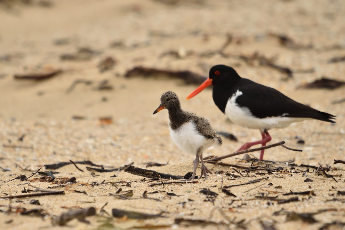 Pied Oystercatcher - ML645682011