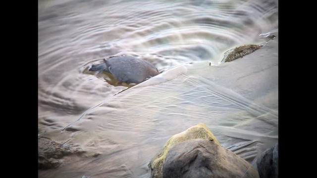 American Dipper - ML645682020