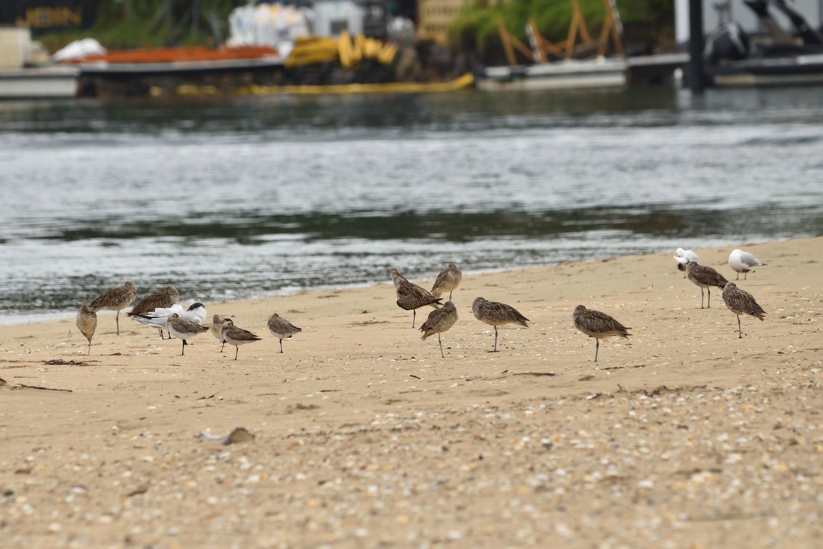 Far Eastern Curlew - ML645682021
