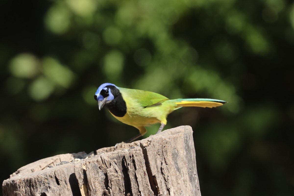 Inkablaurabe (Grünblaurabe) - ML645682028