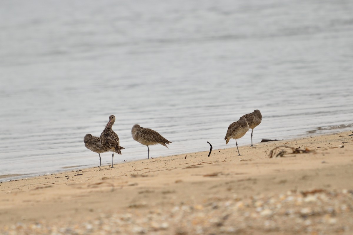 Far Eastern Curlew - ML645682030