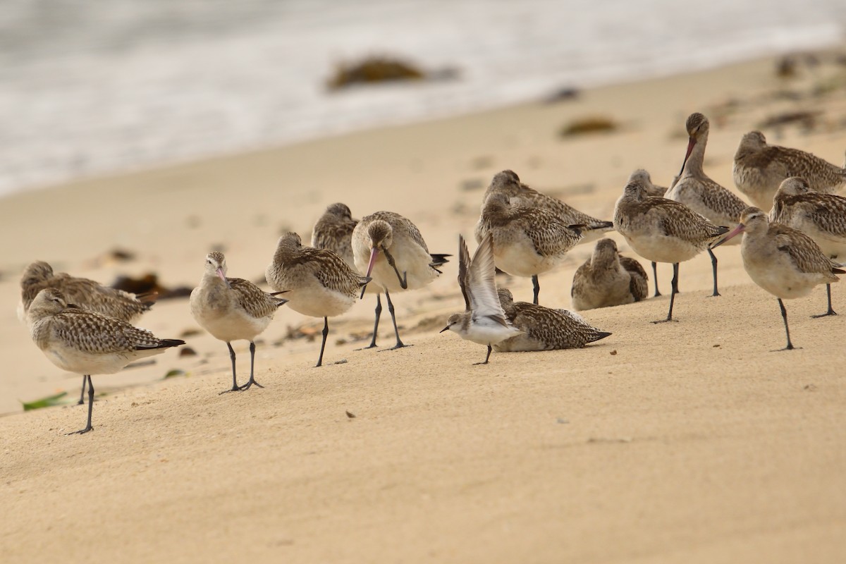 Red-necked Stint - ML645682038
