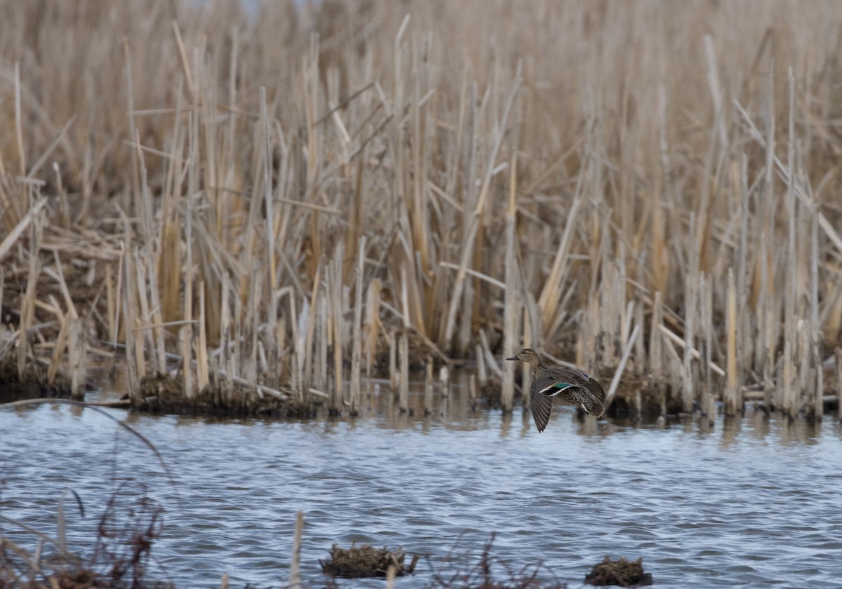 Green-winged Teal - ML645682044