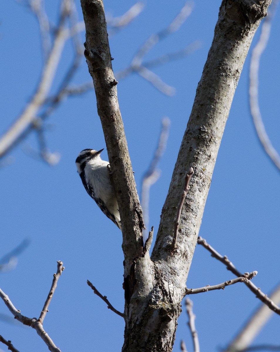 Downy Woodpecker - ML645682049