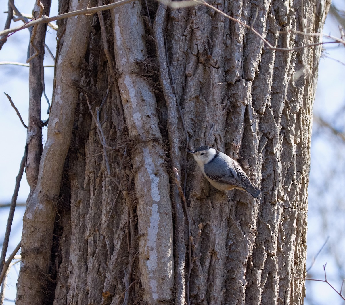 White-breasted Nuthatch - ML645682059