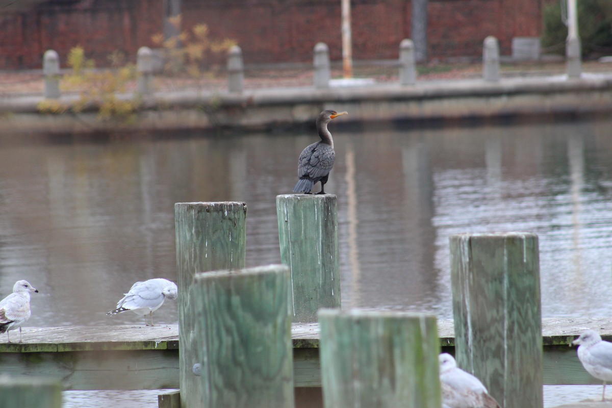 Double-crested Cormorant - ML645682072