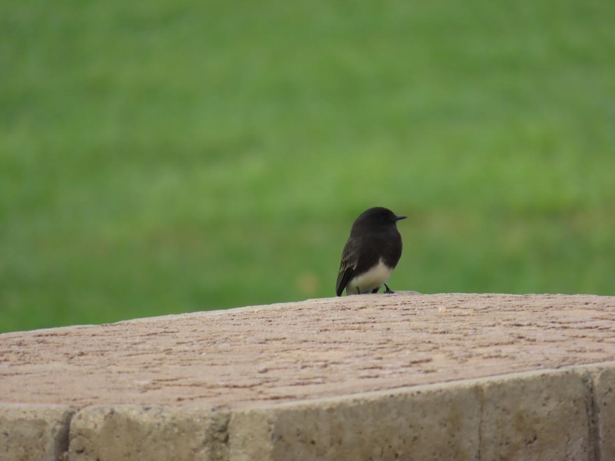 Black Phoebe - ML645682077
