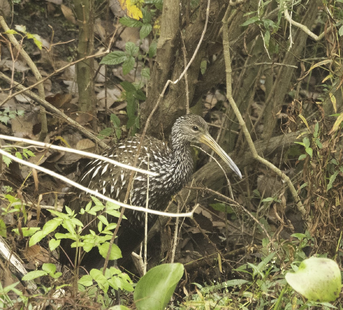 Limpkin - ML645682079