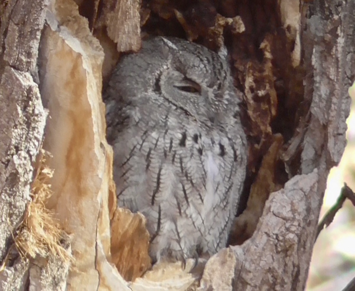 Western Screech-Owl - ML645682104