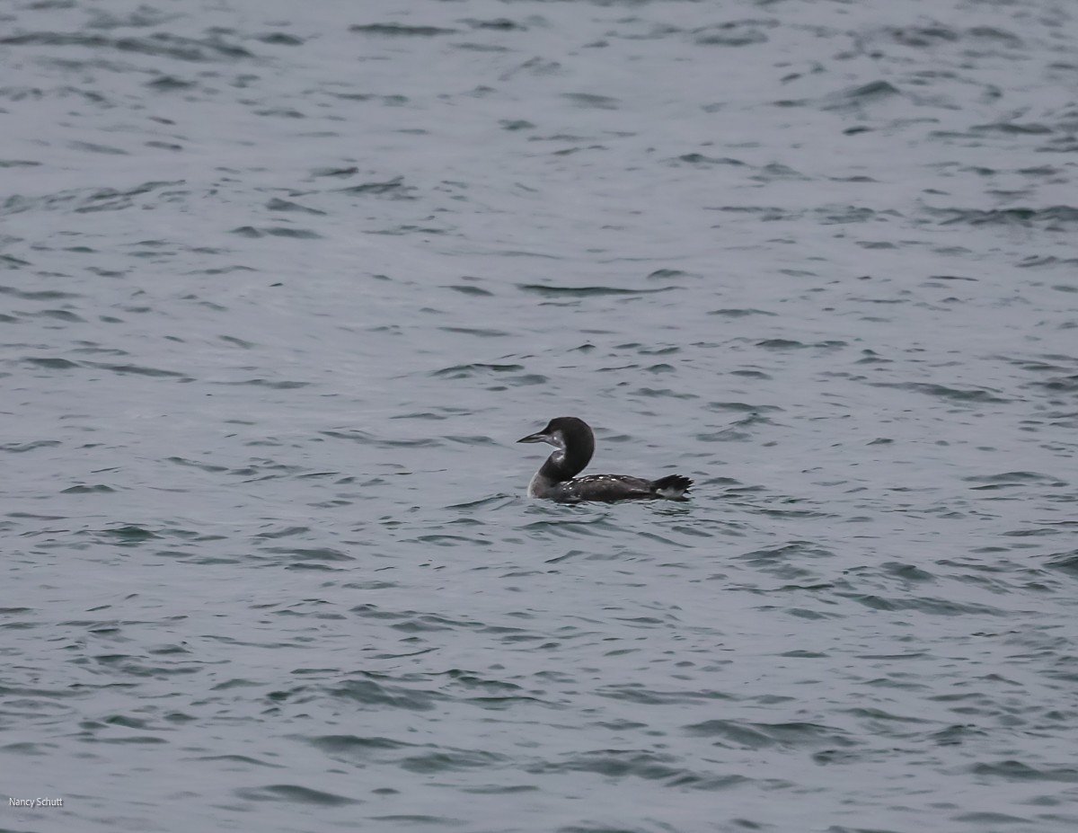 Common Loon - ML645682108