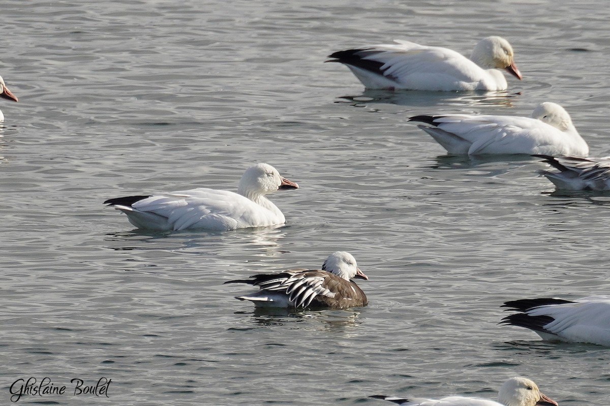 Snow x Ross's Goose (hybrid) - ML645682112