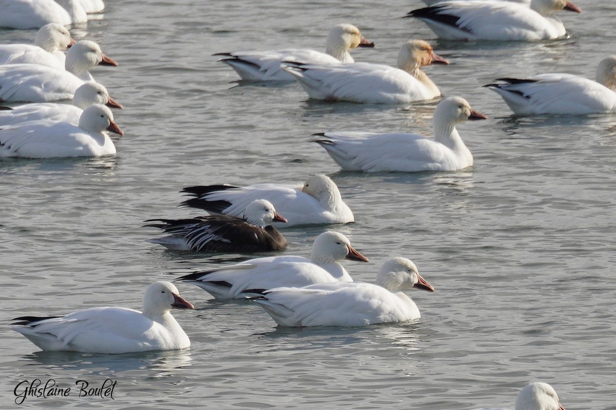 Snow x Ross's Goose (hybrid) - ML645682114