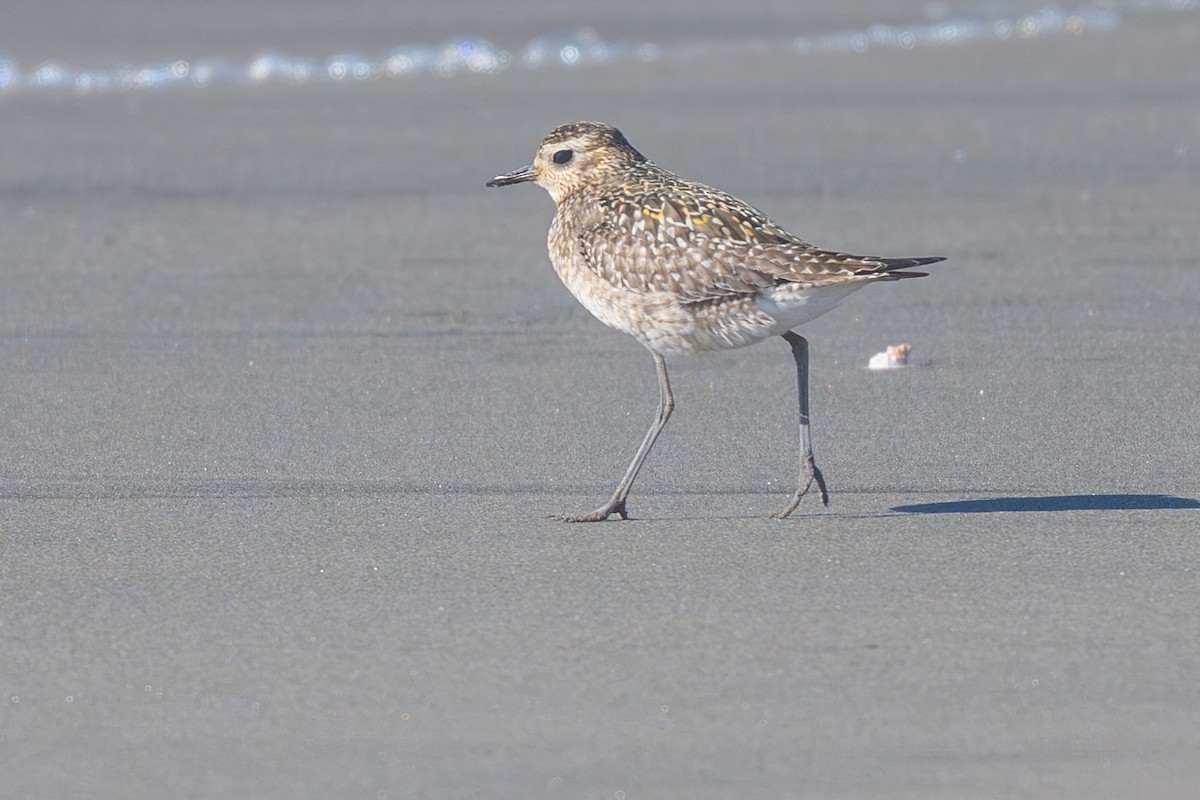 Pacific Golden-Plover - ML645682119