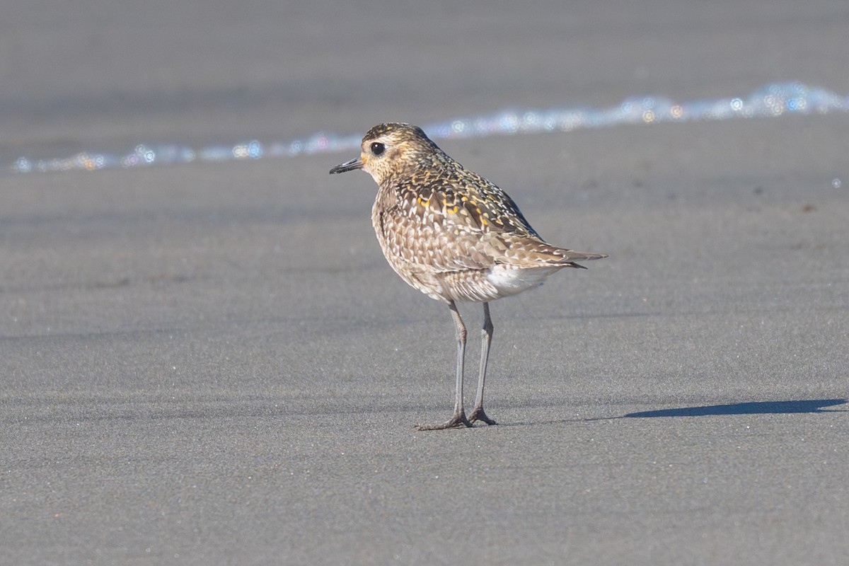 Pacific Golden-Plover - ML645682120