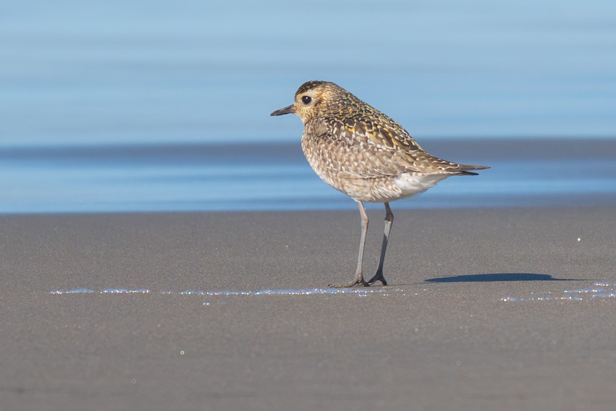 Pacific Golden-Plover - ML645682121
