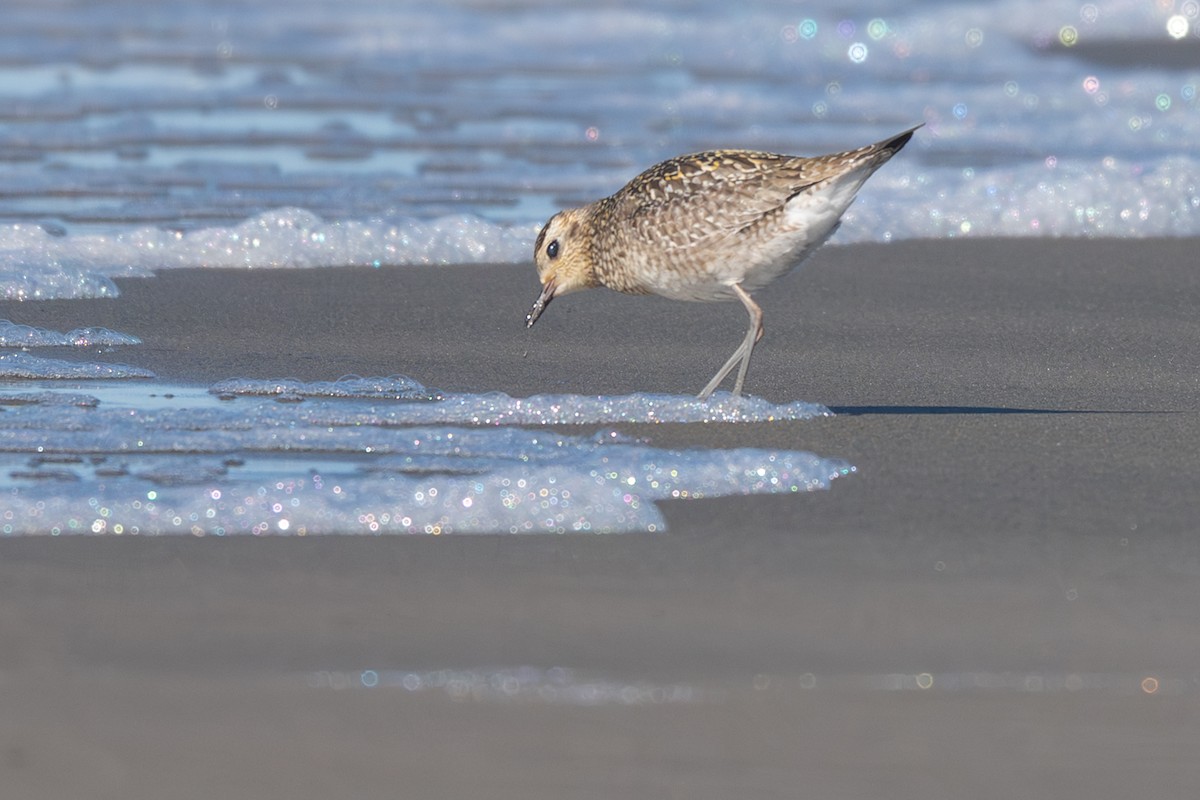 Pacific Golden-Plover - ML645682122