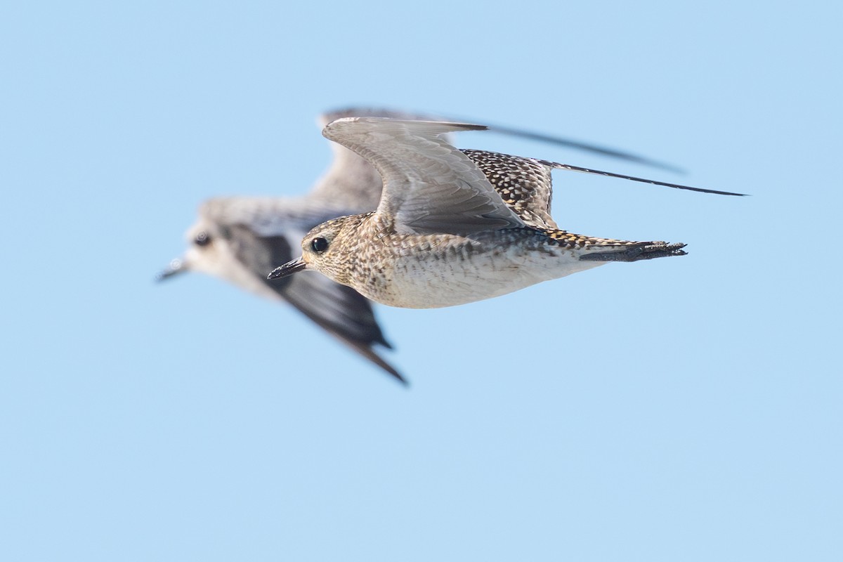 Pacific Golden-Plover - ML645682123