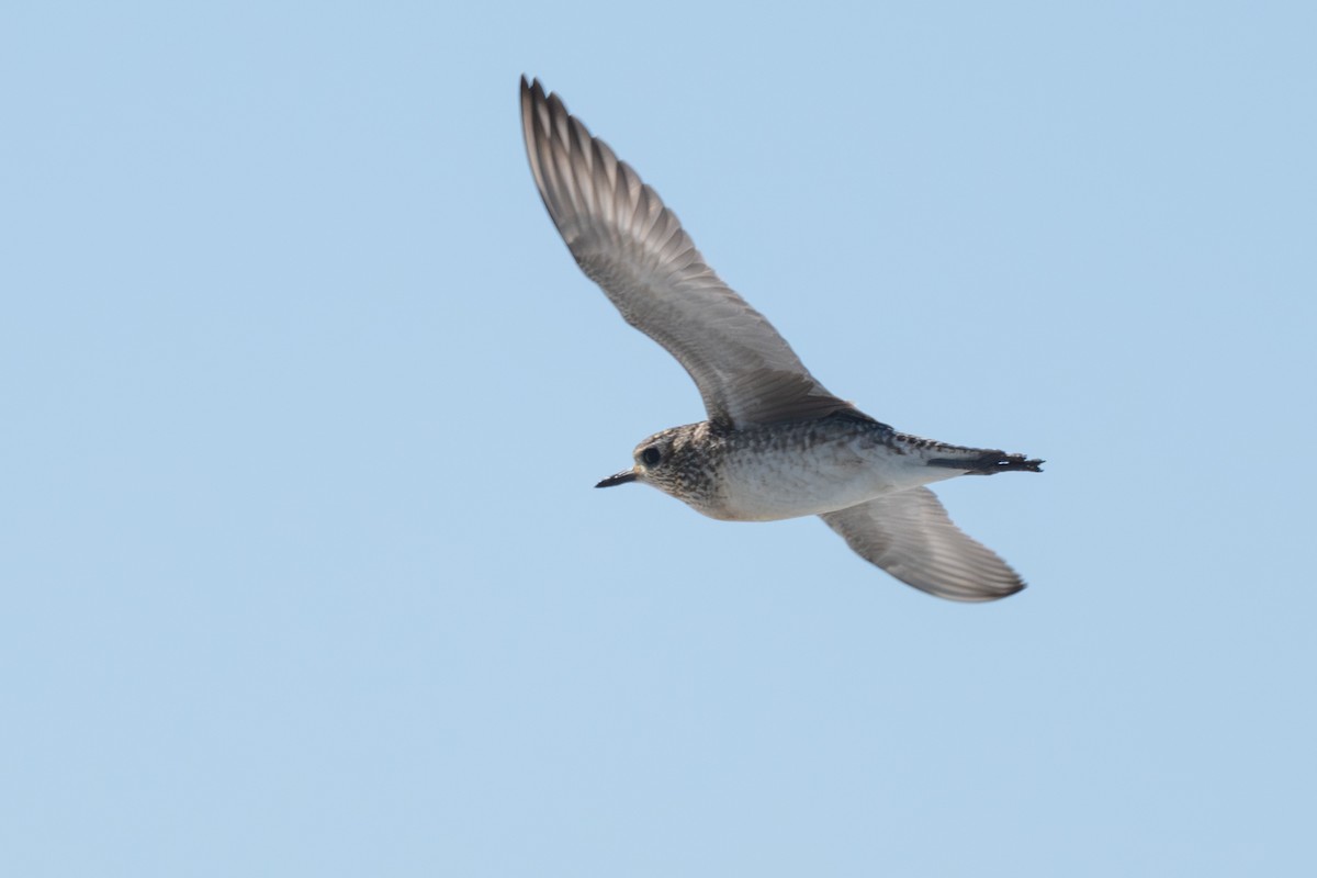 Pacific Golden-Plover - ML645682124