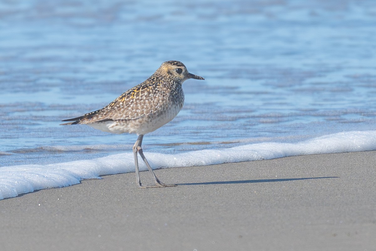 Pacific Golden-Plover - ML645682125