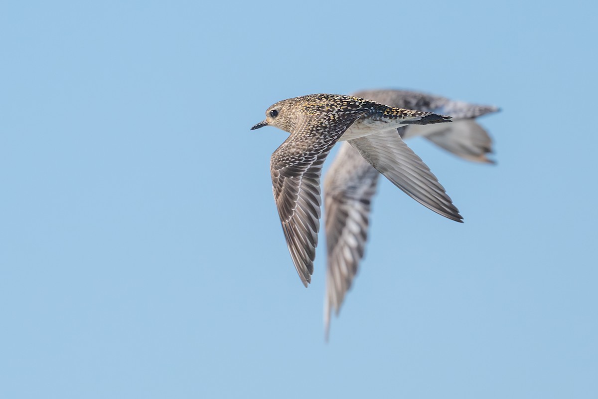 Pacific Golden-Plover - ML645682126