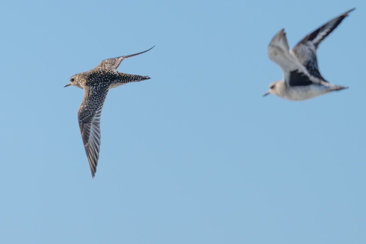 Pacific Golden-Plover - ML645682127