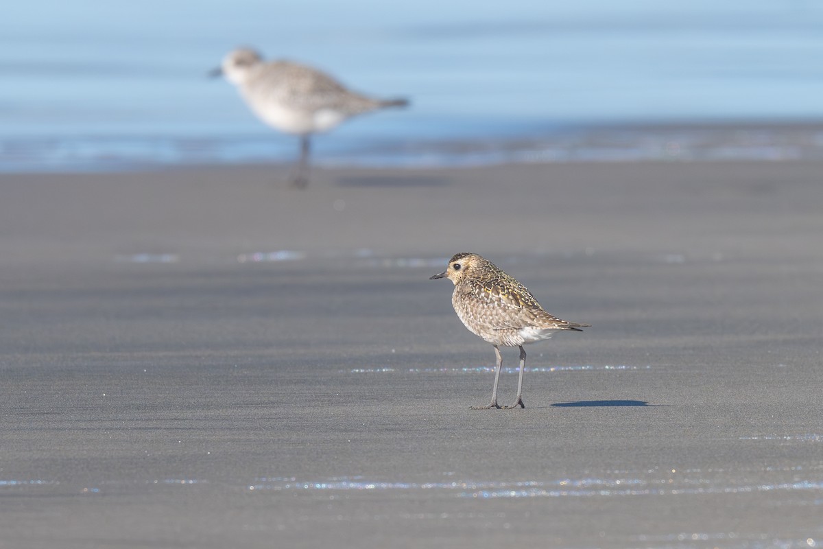 Pacific Golden-Plover - ML645682128
