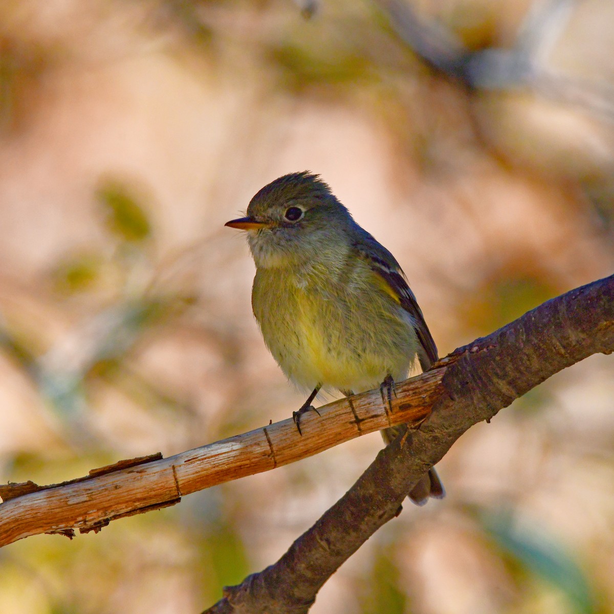 Hammond's Flycatcher - ML645682129