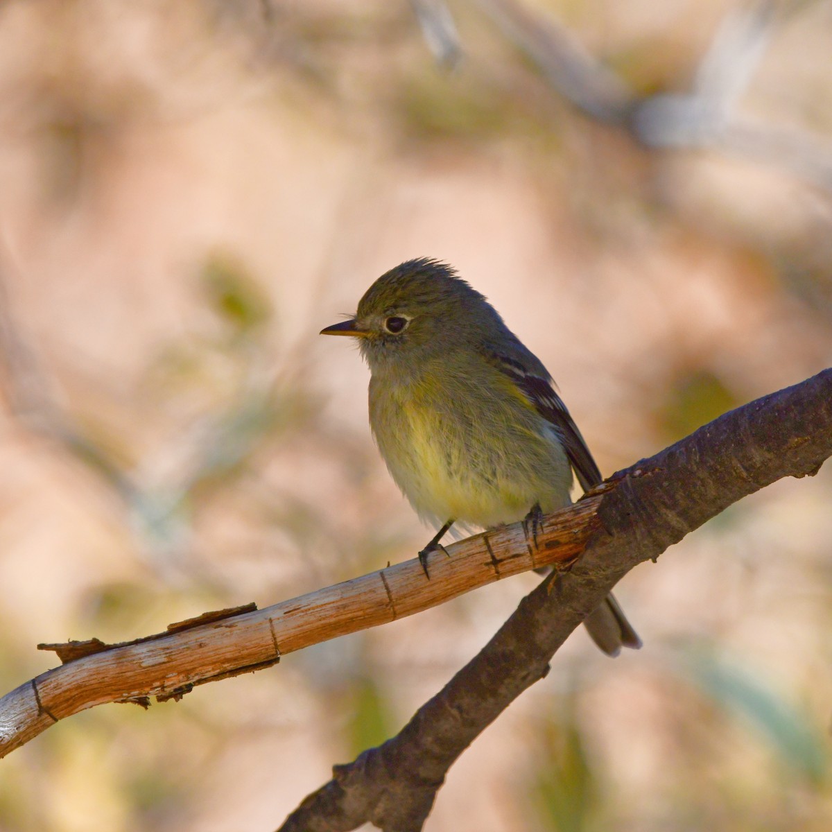 Hammond's Flycatcher - ML645682130
