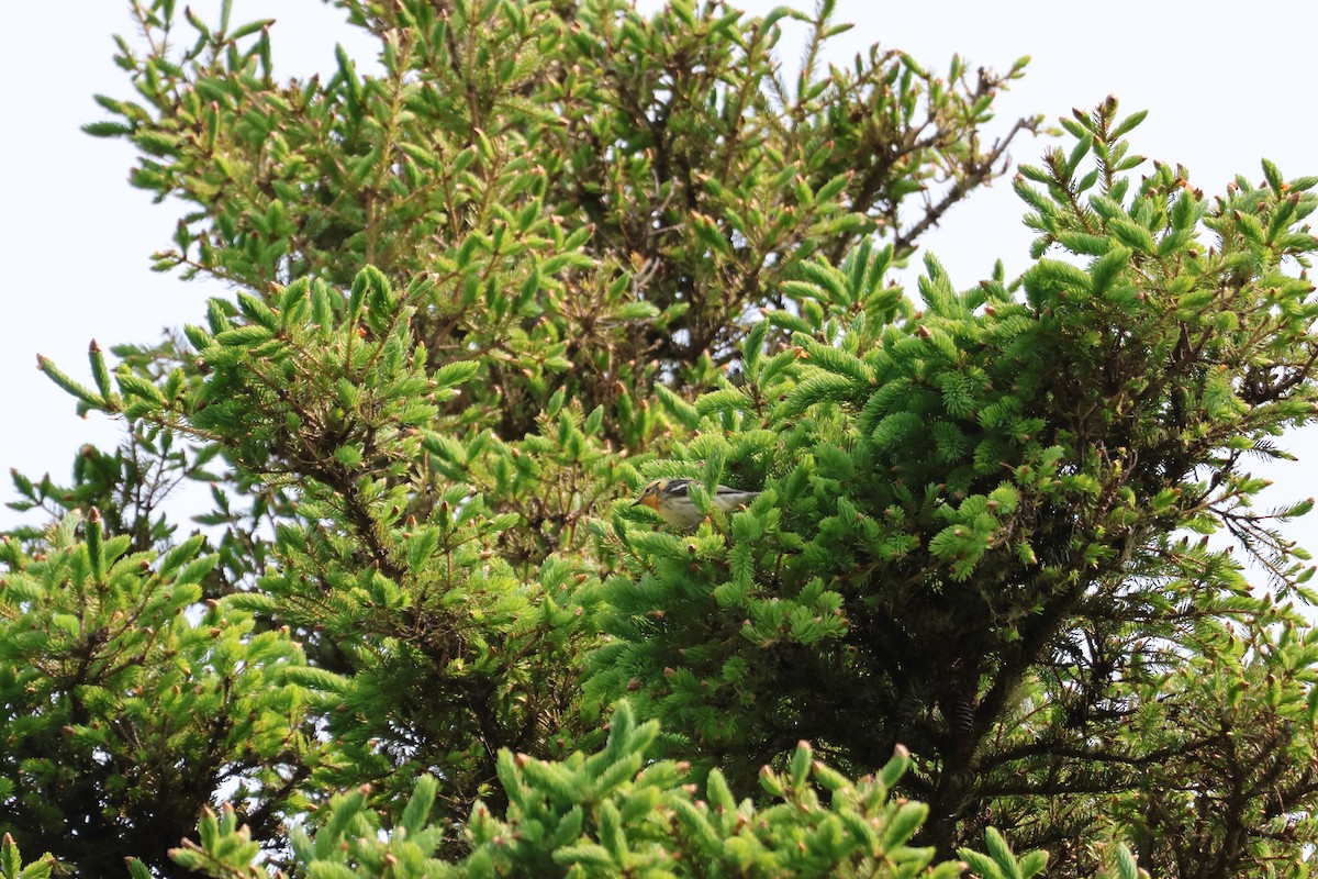 Blackburnian Warbler - ML645682139