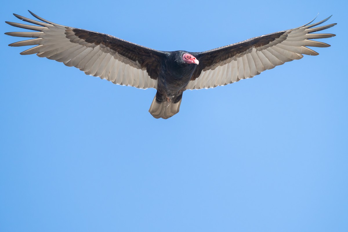 Turkey Vulture - ML645682143