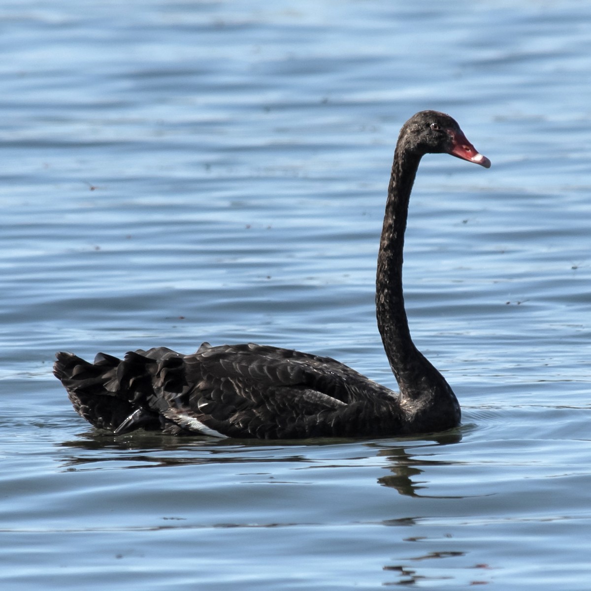ברבור שחור - ML645682188