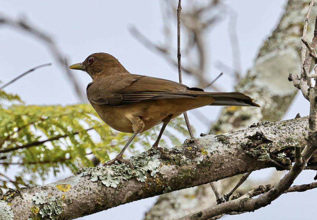 Merle fauve - ML645682221