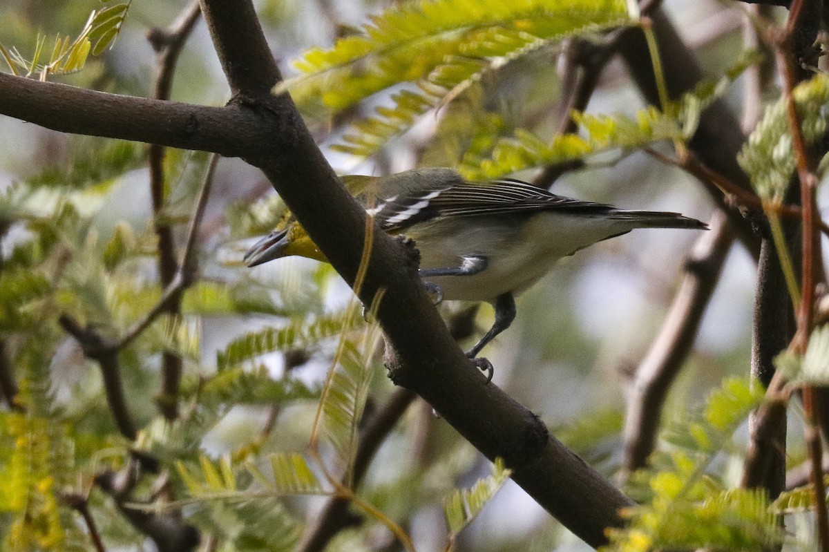 Yellow-throated Vireo - ML645682236