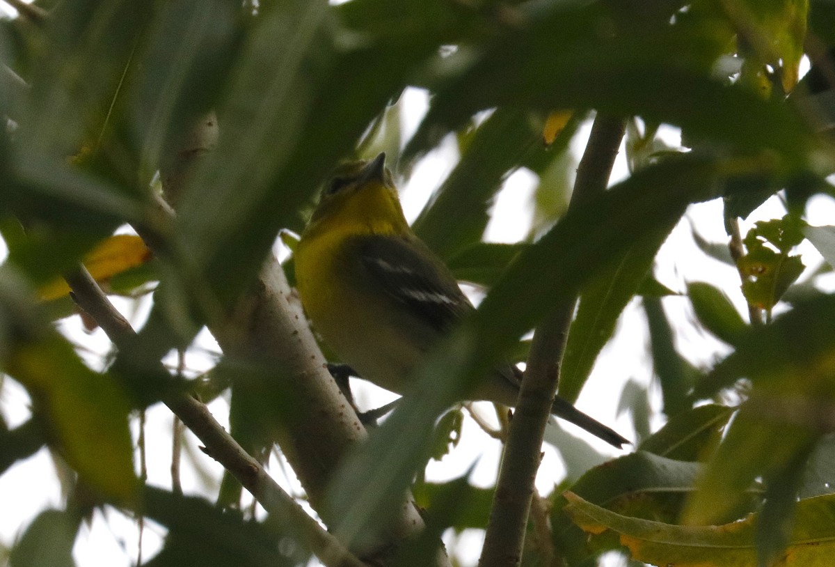 Yellow-throated Vireo - ML645682250