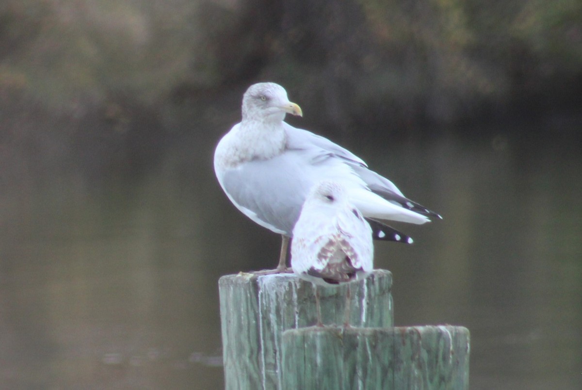American Herring Gull - ML645682256
