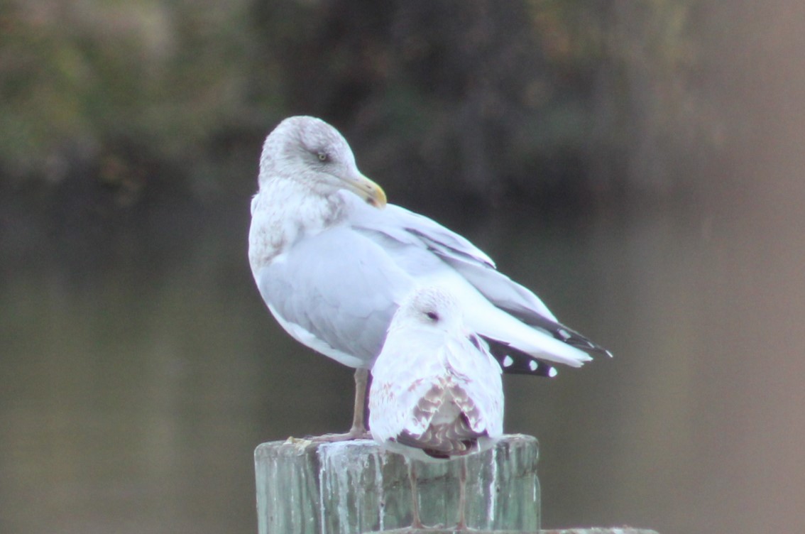 American Herring Gull - ML645682257
