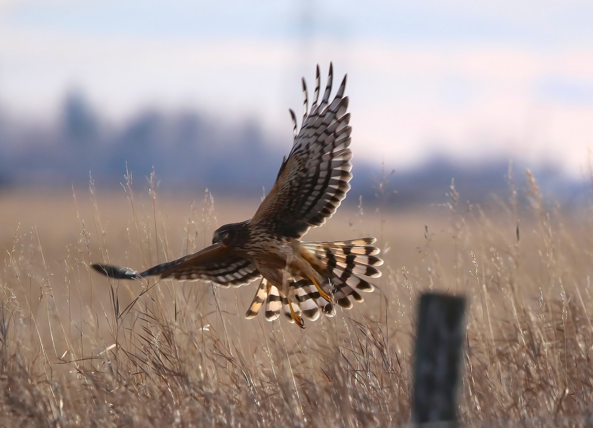 Northern Harrier - ML645682262