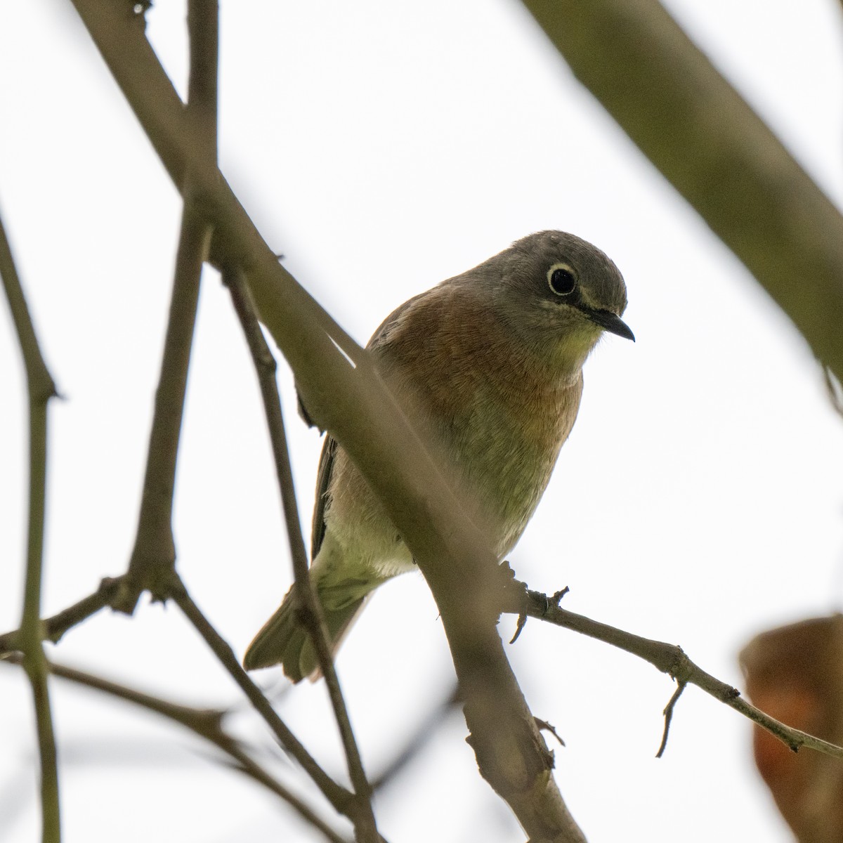 Western Bluebird - ML645682267
