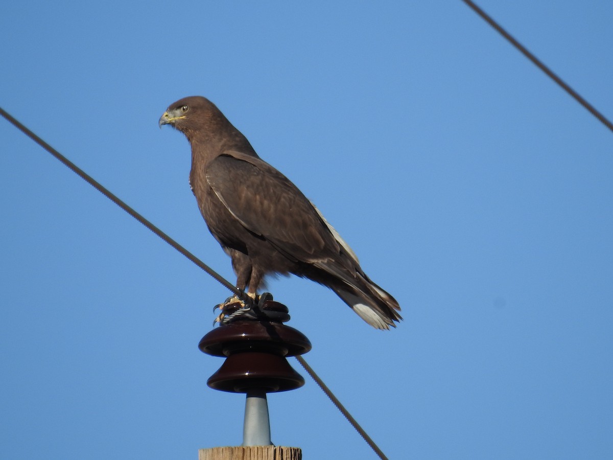 Ferruginous Hawk - ML645682268