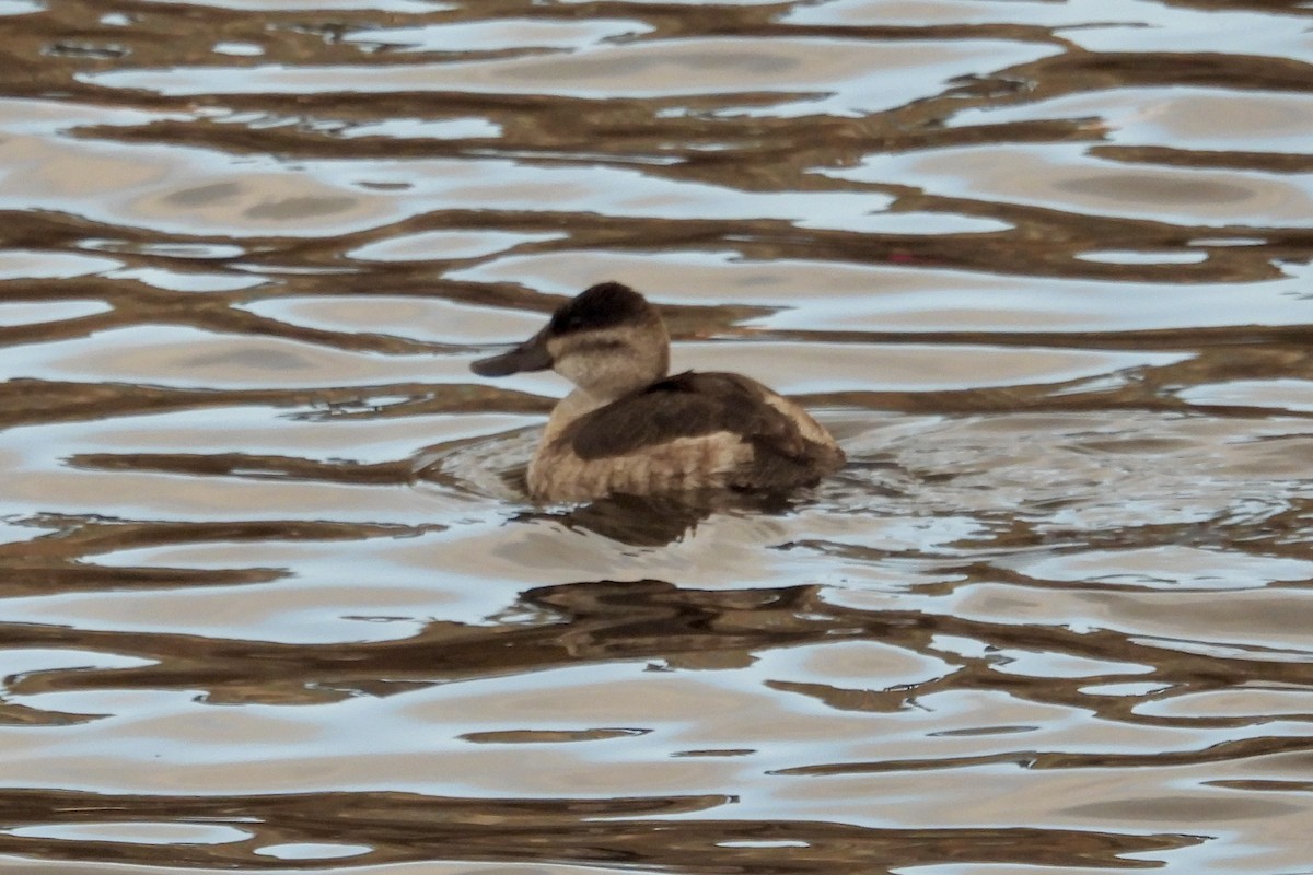 Ruddy Duck - ML645682269