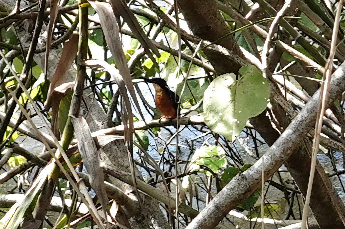 Azure Kingfisher - ML645682270