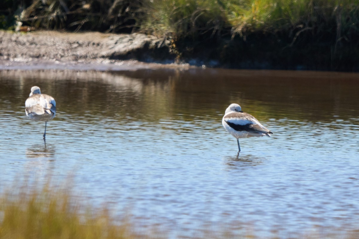 American Avocet - ML645682271
