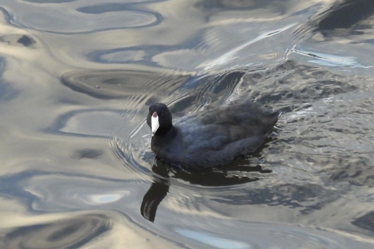 American Coot - ML645682273