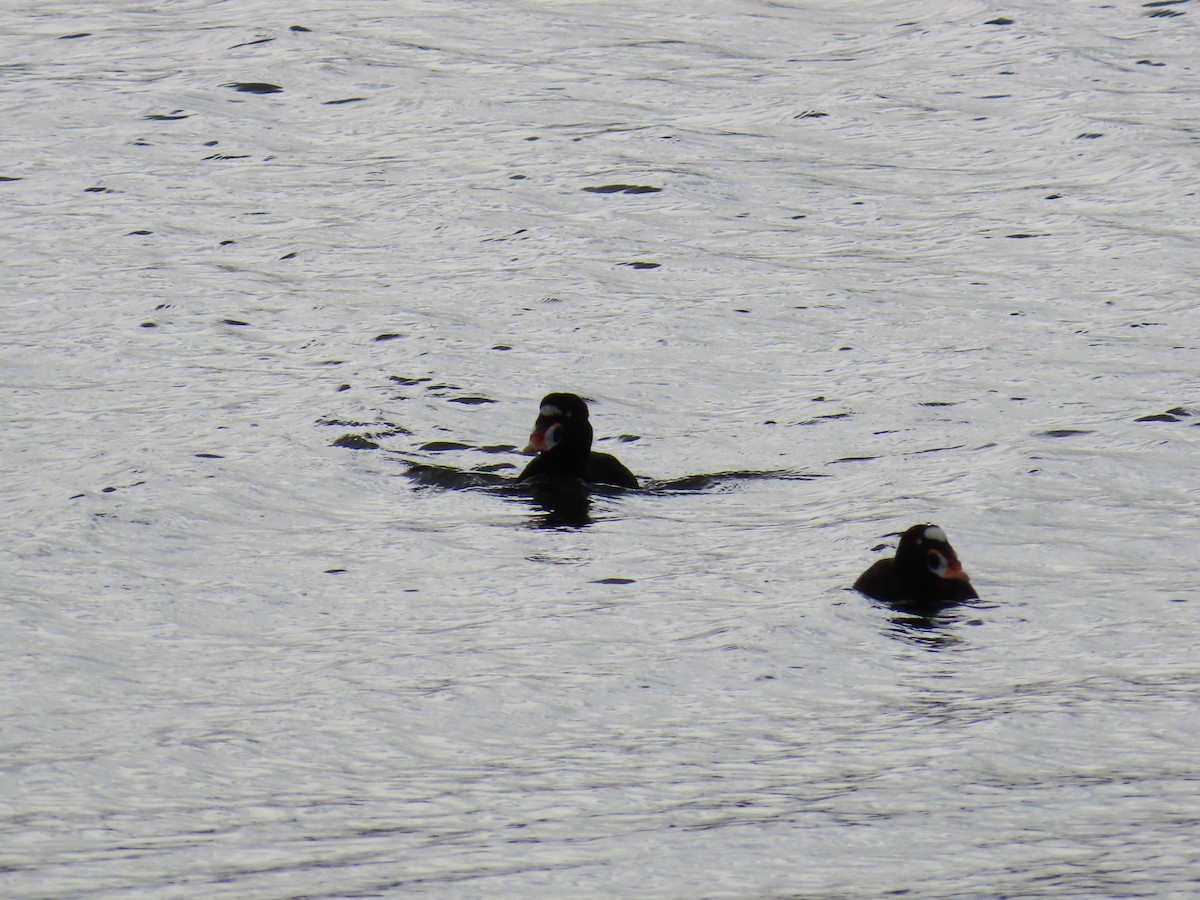 Surf Scoter - ML645682274